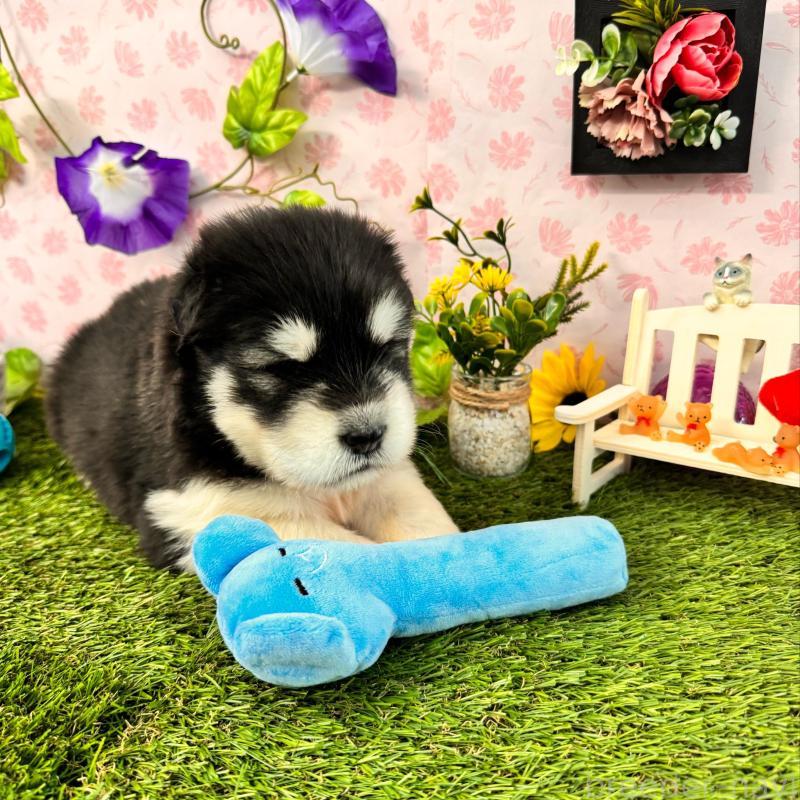 販売中の静岡県のアラスカンマラミュート-405248の5枚目